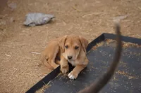 Doberdane Champagne F, a female Doberman Pinscher and Great Dane for sale in Maricopa, AZ – 4 of 10