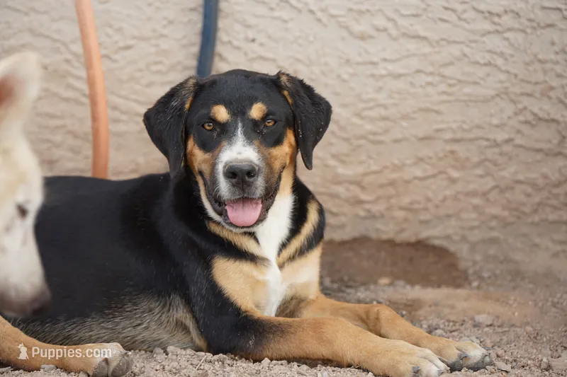 Bandogge (Bart) – American Mastiff puppy for sale in Maricopa, AZ