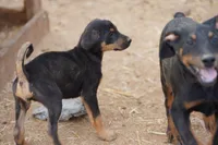 Doberdane Blk/Rst F, a female Doberman Pinscher and Great Dane for sale in Maricopa, AZ – 8 of 10