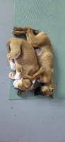 Malinois M, a male Belgian Malinois for sale in Maricopa, AZ – 6 of 10