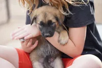 McNabsky M sable, a male Siberian Husky and McNab Shepherd for sale in Maricopa, AZ – 8 of 10