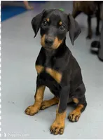 Dobie (Blk F1), a female Doberman Pinscher for sale in Maricopa, AZ – 5 of 8