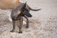 Dutch (Stella), a female Dutch Shepherd for sale in Maricopa, AZ – 8 of 10