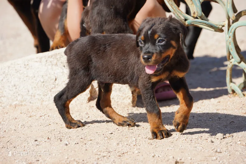 Light Blue Collar – Rottweiler puppy for sale in Maricopa, AZ