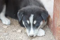 McNabsky F blkwht, a female Siberian Husky and McNab Shepherd for sale in Maricopa, AZ – 6 of 10