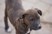 Midnight Brindle F, a female American Mastiff for sale in Maricopa, AZ – 4 of 10