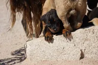 Rott (Chanel M), a male Rottweiler for sale in Maricopa, AZ – 7 of 10