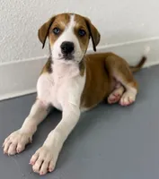 Doberdane Tan/Wht M, a male Doberman Pinscher and Great Dane for sale in Maricopa, AZ – 5 of 10