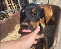 Diabla Blk F, a female Doberman Pinscher for sale in Maricopa, AZ – 4 of 7