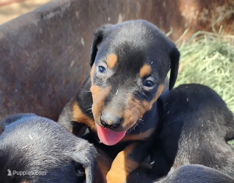 Diabla Blk F – Doberman Pinscher puppy for sale in Maricopa, AZ