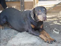 Diabla Blk F, a female Doberman Pinscher for sale in Maricopa, AZ – 6 of 7