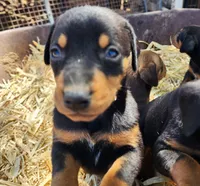 Diabla Blk F, a female Doberman Pinscher for sale in Maricopa, AZ – 5 of 7