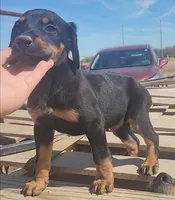 Diabla Blk F, a female Doberman Pinscher for sale in Maricopa, AZ – 2 of 7