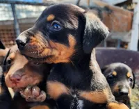 Diabla Blk F, a female Doberman Pinscher for sale in Maricopa, AZ – 3 of 7