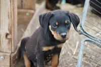 Vermithor, a male Rottweiler for sale in Maricopa, AZ – 1 of 8