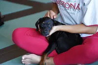 Amiri, a female Rottweiler for sale in Maricopa, AZ – 9 of 10