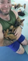 Malinois M, a male Belgian Malinois for sale in Maricopa, AZ – 3 of 10