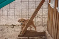 Doberdane Champagne F, a female Doberman Pinscher and Great Dane for sale in Maricopa, AZ – 7 of 10