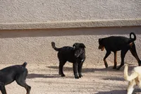 Toes M Black, a male Akita and McNab Shepherd for sale in Maricopa, AZ – 3 of 10
