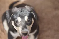 Bansky Tri Color, a male Siberian Husky and American Mastiff for sale in Maricopa, AZ – 4 of 6