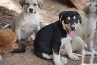 Bansky Tri Color, a male Siberian Husky and American Mastiff for sale in Maricopa, AZ – 3 of 6