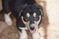 Bansky Tri Color, a male Siberian Husky and American Mastiff for sale in Maricopa, AZ – 1 of 6