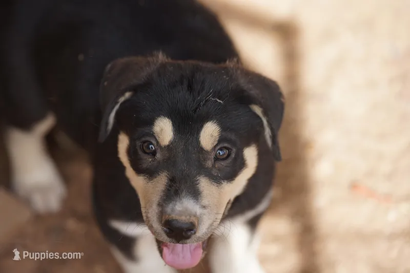 Bansky Tri Color – Siberian Husky, American Mastiff puppy for sale in Maricopa, AZ