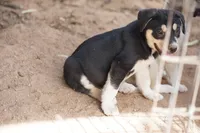 Bansky Tri Color, a male Siberian Husky and American Mastiff for sale in Maricopa, AZ – 6 of 6