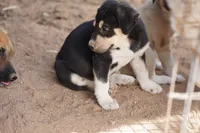 Bansky Tri Color, a male Siberian Husky and American Mastiff for sale in Maricopa, AZ – 5 of 6