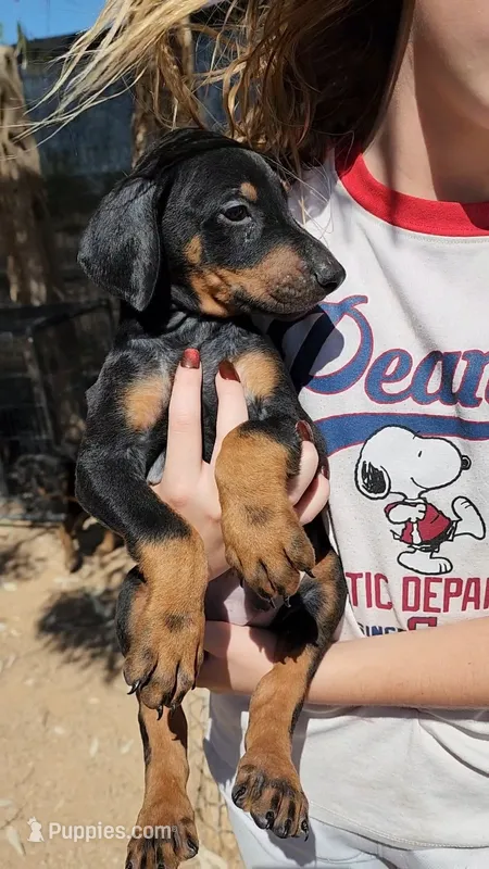 Akira Blk M – Doberman Pinscher puppy for sale in Maricopa, AZ
