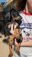 Akira Blk M, a male Doberman Pinscher for sale in Maricopa, AZ – 1 of 10