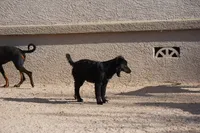 Toes M Black, a male Akita and McNab Shepherd for sale in Maricopa, AZ – 2 of 10