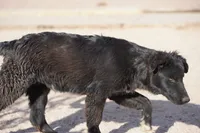 Toes M Black, a male Akita and McNab Shepherd for sale in Maricopa, AZ – 10 of 10
