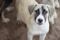 Bansky (B1), a female Siberian Husky and American Mastiff for sale in Maricopa, AZ – 2 of 10