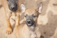 Malinois M, a male Belgian Malinois for sale in Maricopa, AZ – Photo 4 of 9