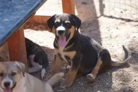 Bandogge Bart, a male American Mastiff for sale in Maricopa, AZ – 9 of 10