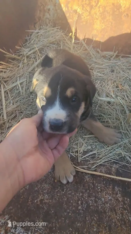 Coon Tri M – American Mastiff puppy for sale in Maricopa, AZ