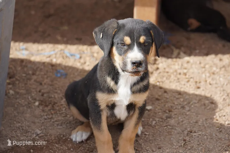 Bart – American Mastiff puppy for sale in Maricopa, AZ