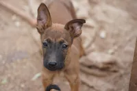 Malinois M, a male Belgian Malinois for sale in Maricopa, AZ – Photo 2 of 9