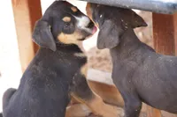 Bart, a male American Mastiff for sale in Maricopa, AZ – Photo 4 of 5