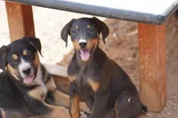 Bart, a male American Mastiff for sale in Maricopa, AZ – Photo 5 of 5
