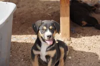 Bart, a male American Mastiff for sale in Maricopa, AZ – Photo 2 of 5