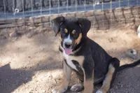 Bandogge Bart, a male American Mastiff for sale in Maricopa, AZ – 7 of 10