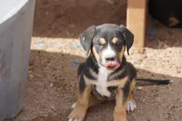 Bart, a male American Mastiff for sale in Maricopa, AZ – Photo 3 of 5