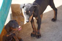 Dobie Blk M, a male Doberman Pinscher for sale in Maricopa, AZ – 4 of 6