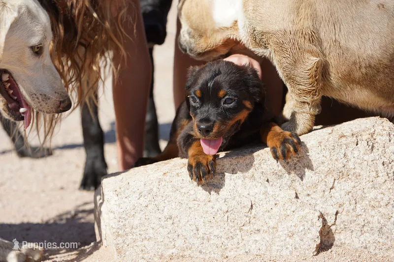 Rott (Chanel M) – Rottweiler puppy for sale in Maricopa, AZ