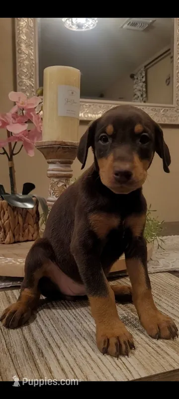 Akira Red F – Doberman Pinscher puppy for sale in Maricopa, AZ