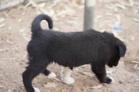 McNabsky M black, a male Siberian Husky and McNab Shepherd for sale in Maricopa, AZ – 4 of 10