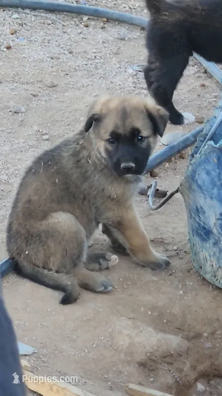 McNabsky M sable – Siberian Husky, McNab Shepherd puppy for sale in Maricopa, AZ