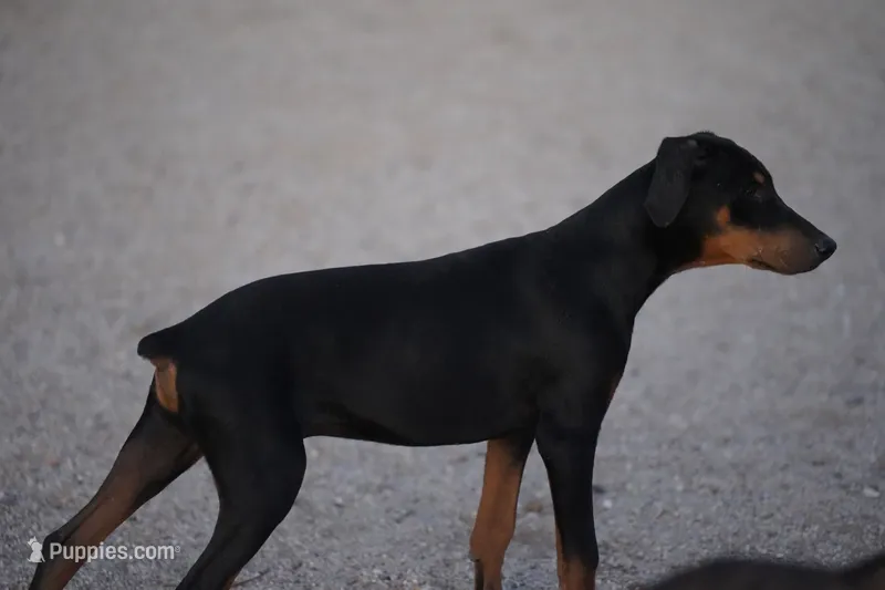 Happiness (Happy) – Doberman Pinscher puppy for sale in Maricopa, AZ